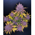 Purple Lemonade Auto - FastBuds